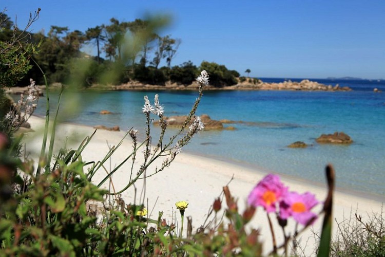 Plage d argent ©Sylvain Alessandri7
