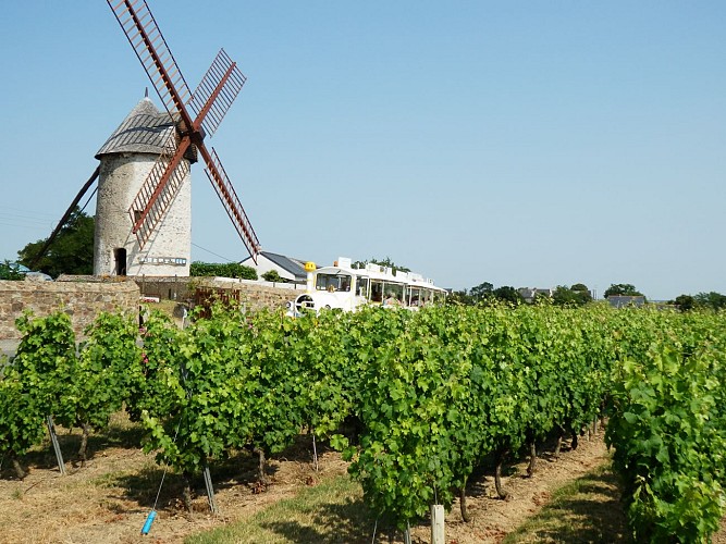 Le p'tit train Vignes et Loire