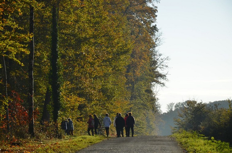 FORÊT DOMANIALE DE CHANDELAIS