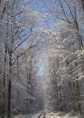 FORÊT DOMANIALE DE CHANDELAIS