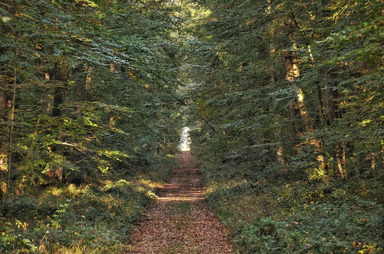FORÊT DOMANIALE DE CHANDELAIS