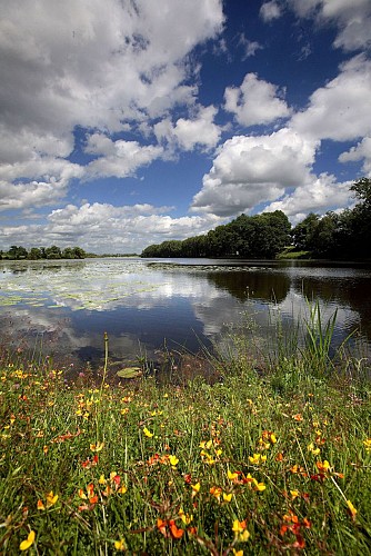 L'ETANG NEUF DE JUVIGNÉ