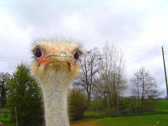 PRODUITS FERMIERS - L'AUTRUCHE DU MAINE