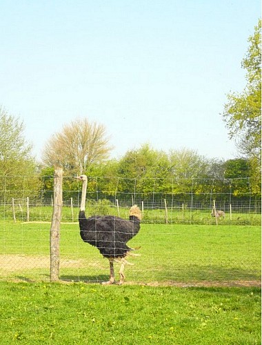 PRODUITS FERMIERS - L'AUTRUCHE DU MAINE
