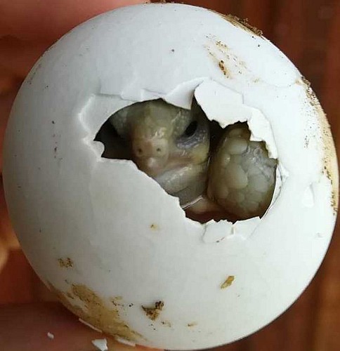 La ferme des reptiles