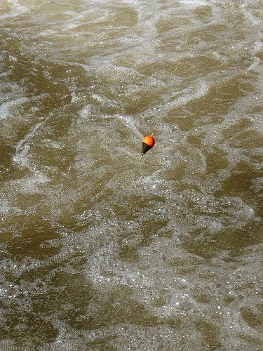 PÊCHE À LA CARPE DE NUIT SUR LA RIVIÈRE LA MAYENNE