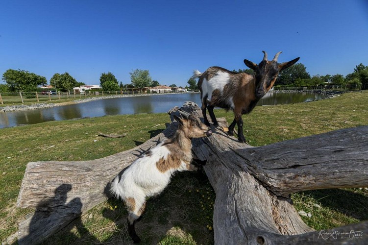 Camping Paradis de la Motte