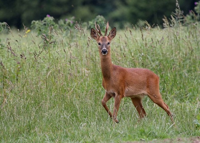 LA FORET DOMANIALE  DE L' HERBERGEMENT