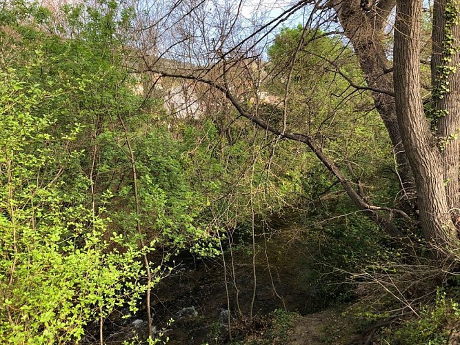 Ripisylve de l'Huveaune