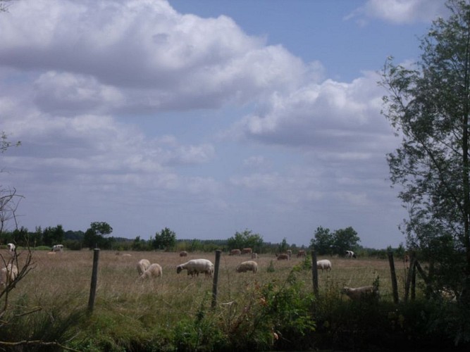 Le Communal du Grand Marais Cloucq