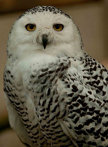 Le Refuge de l'Arche