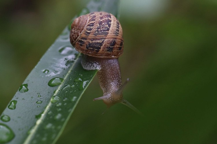 LIMERO L'ESCARGOT MAYENNAIS