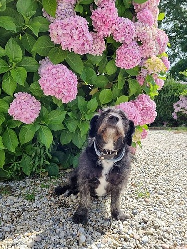 Chambre d'hotes - Brudner - Gouville-sur-Mer (6)