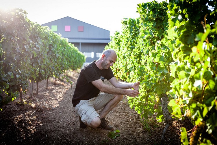 Les Vignobles Mercier