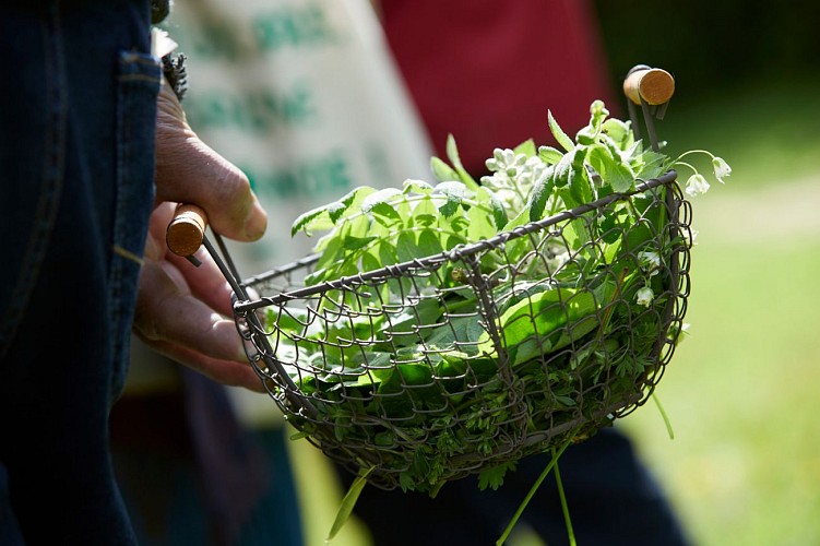 LE JARDIN MÉDICINAL DE L'ERMITAGE