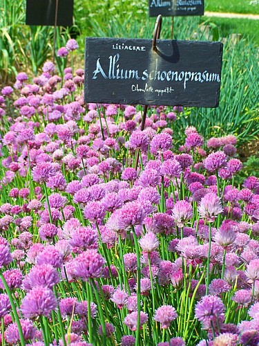 JARDIN MÉDIÉVAL DE LA SOURCE