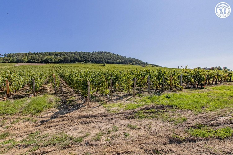 l’Echappée Bourguignonne