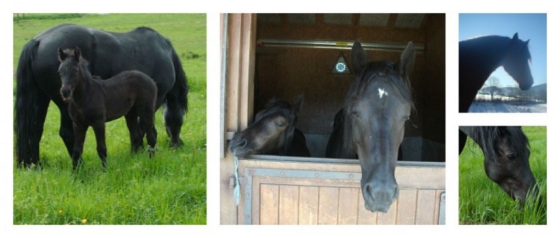 Les Ecuries du Col de l'Arc