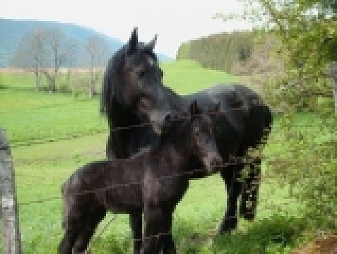 Stage d'équitation avec Les Écuries du Col de l'Arc