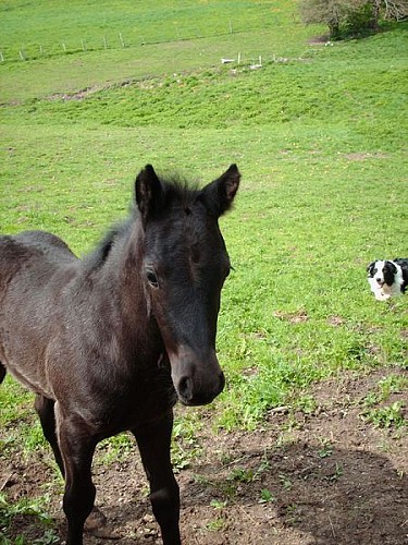 Stage d'équitation avec Les Écuries du Col de l'Arc