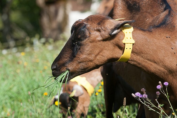 Ferme du Pic Saint Michel