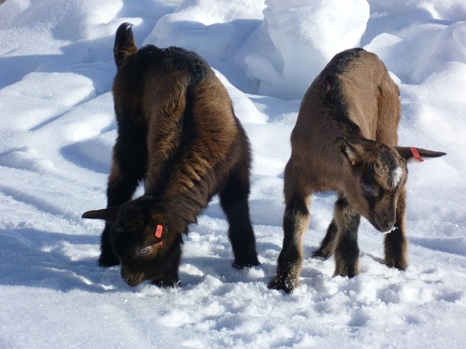 Ferme du Pic Saint Michel
