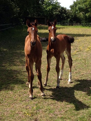 CENTRE EQUESTRE PONEY-CLUB DE PORNIC