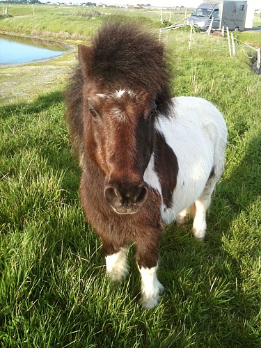 CENTRE EQUESTRE PONEY-CLUB DE PORNIC