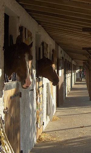 CENTRE ÉQUESTRE MANÈGE DES PLATANES