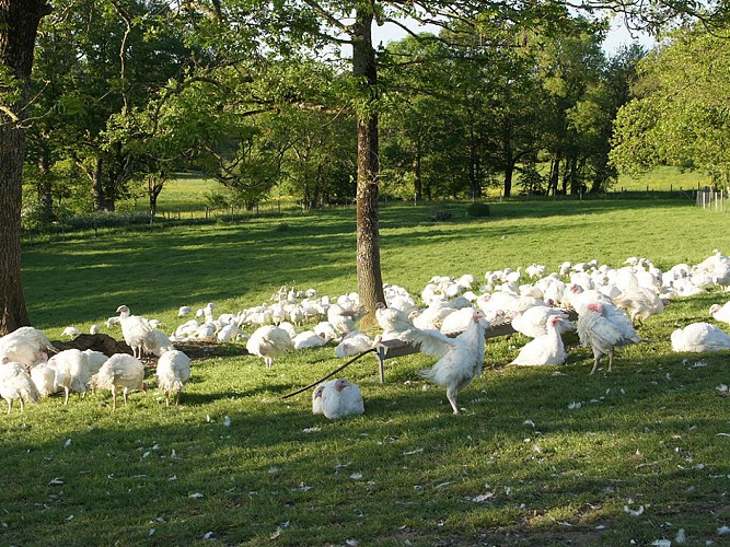 FERME DE LA GRANGE PERCHÉE