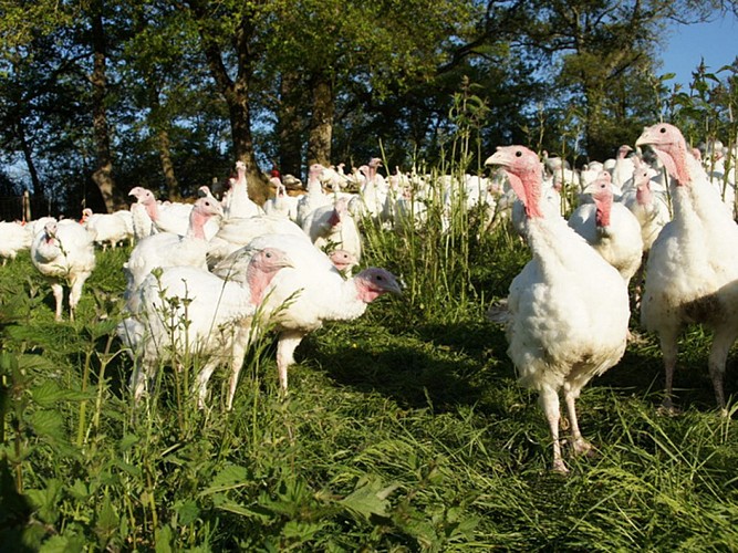FERME DE LA GRANGE PERCHÉE