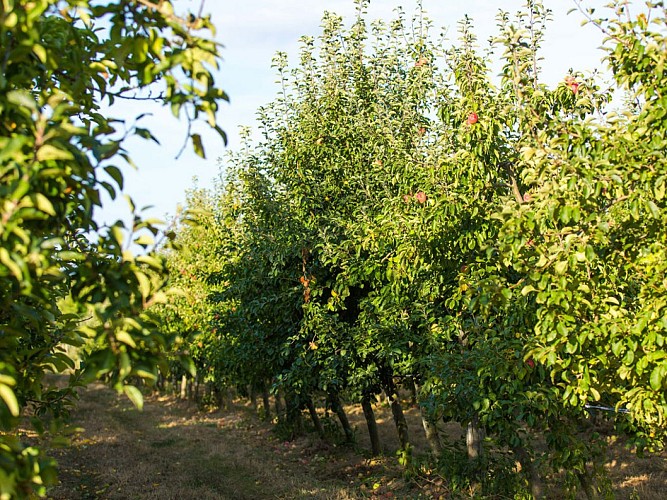 LES VERGERS DE LA BRUNETIERE