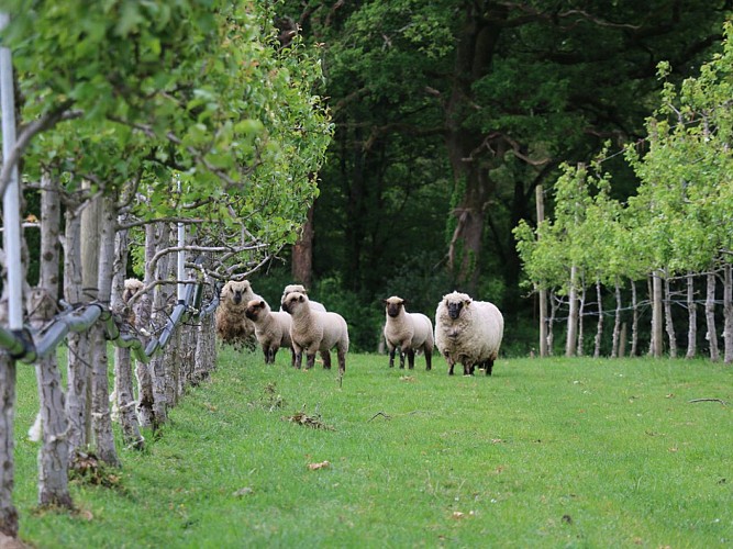 LES VERGERS DE LA BRUNETIERE