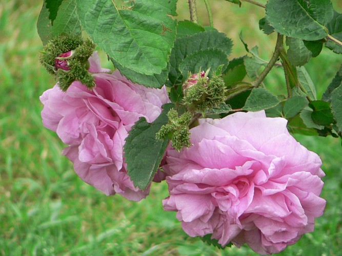 LA ROSERAIE DE VENDEE