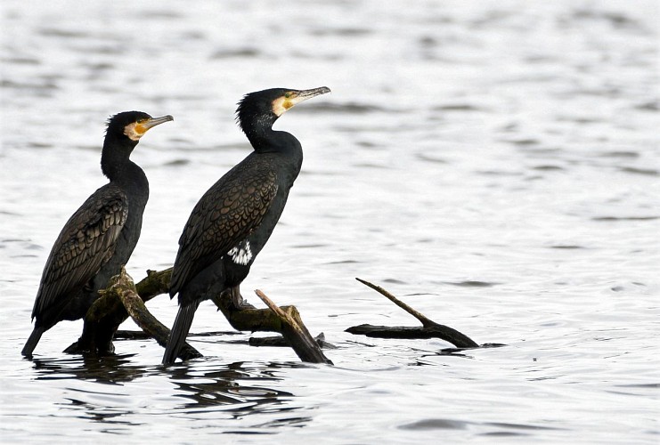 La Cité des Oiseaux