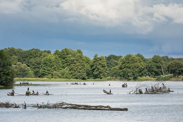 La Cité des Oiseaux