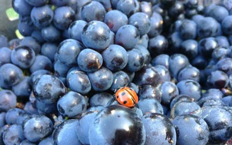 Domaine Saint Nicolas