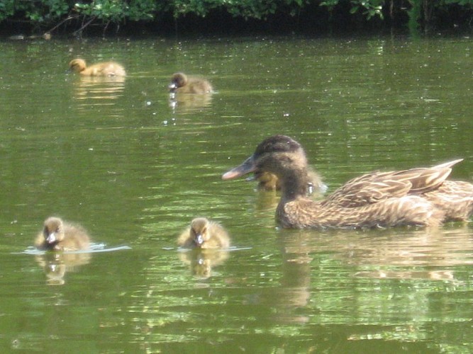 GITE LES GUYONNIÈRES