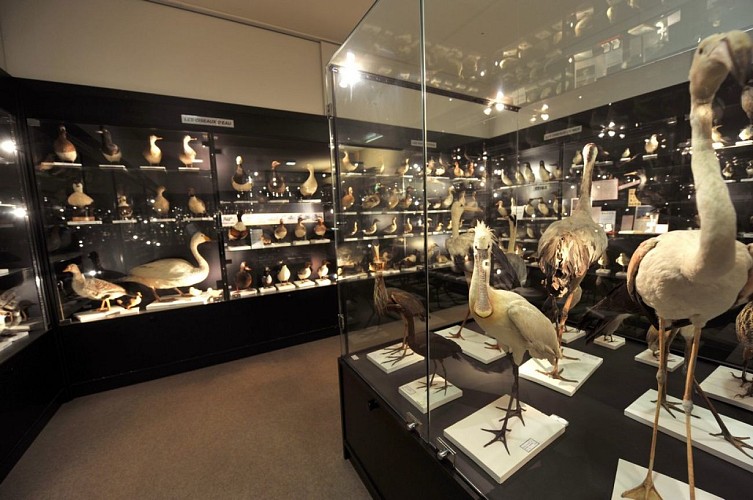 Musée ornithologique Charles Payraudeau