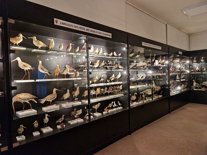 Musée ornithologique Charles Payraudeau
