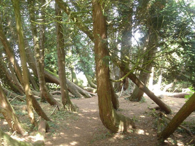 PARC DU CHÂTEAU DE LA FLOCELLIÈRE