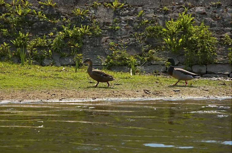 Club Canoës-Kayak de Montreuil-Bellay