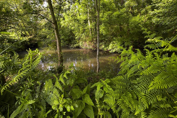 Vallée verte de l'Yon