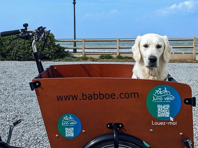 Juno-velo---Cargo-chien--Maxime-Lebouteiller