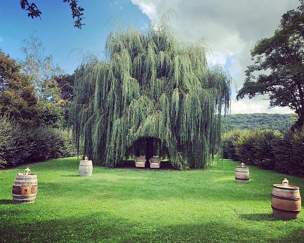 Saules pleureurs Château de Jaulny