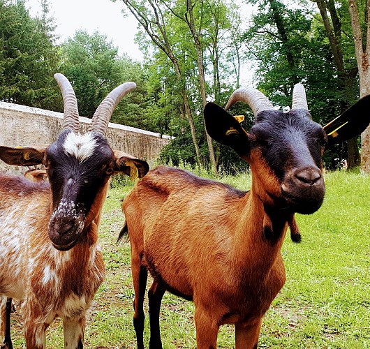 Parc de la citadelle été 2020