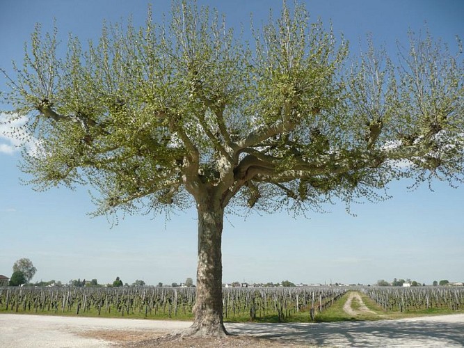 Château du Tailhas sirtaqui (2)