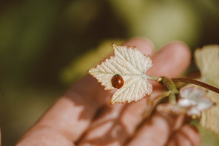 Château Boutinet-19