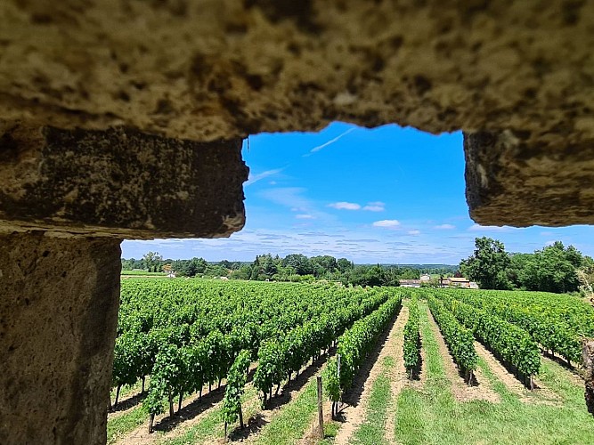 VIGNOBLES GABARD - vignes Queynac