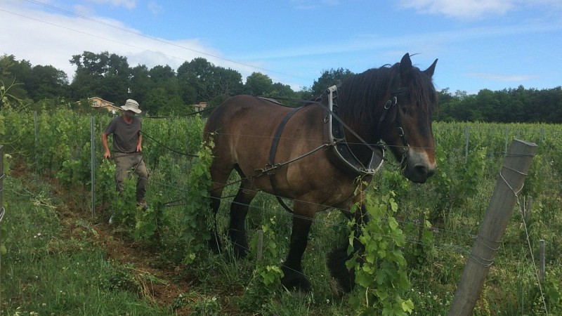 Sirtaqui -Château l'Escarderie - cheval de trait